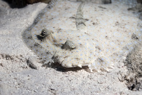 bonaire january 2011 - flounder about.jpg